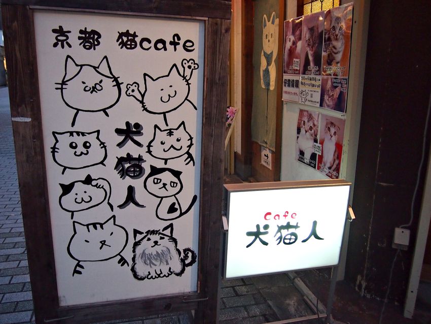 Kyoto cat cafe