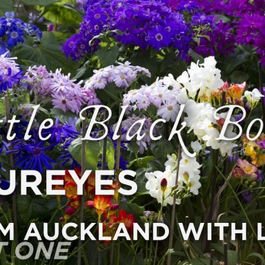 From Auckland With Love: Part 1 – Rhinestone