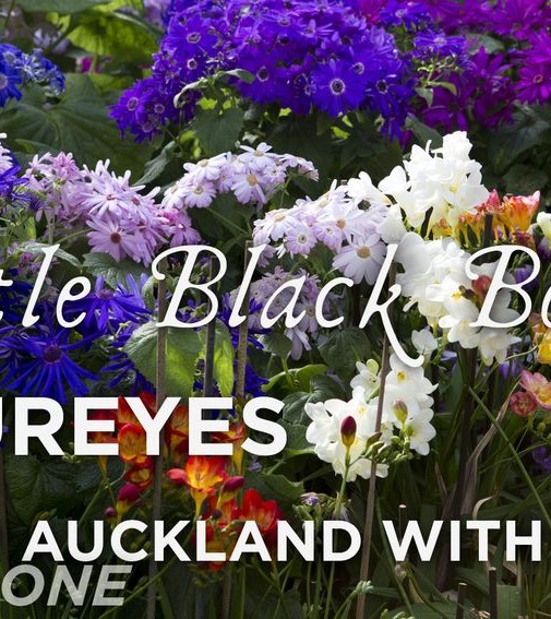 From Auckland With Love: Part 1 – Rhinestone
