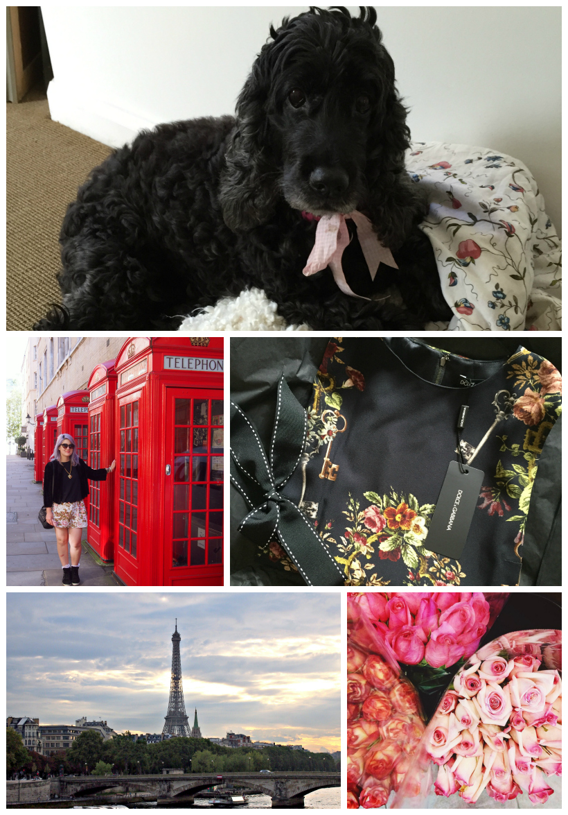 Cocker spaniel chanel london dolce gabbana floral dress